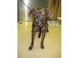 Adopt Monica* a American Staffordshire Terrier