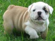 Most Excellent English Bulldog Puppies For Sale