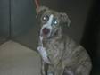 Adopt Baracuda* a American Staffordshire Terrier