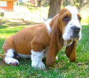 handsome and beautiful basset hound puppies for your home
