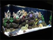  I'm looking for a good home for my 125 gallon saltwater fish tank.