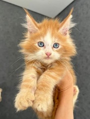 Meet our Maine Coon kittens,  each one a fluffy (314)-617-5512