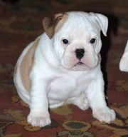 Nice English bulldog puppy for Adoption