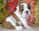 Male And Female Englishbulldog  Puppies For FREE  Adoption